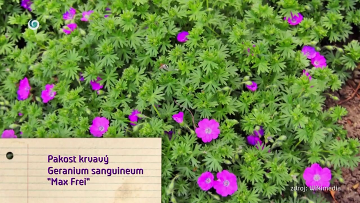 Nová záhrada - Max Frei